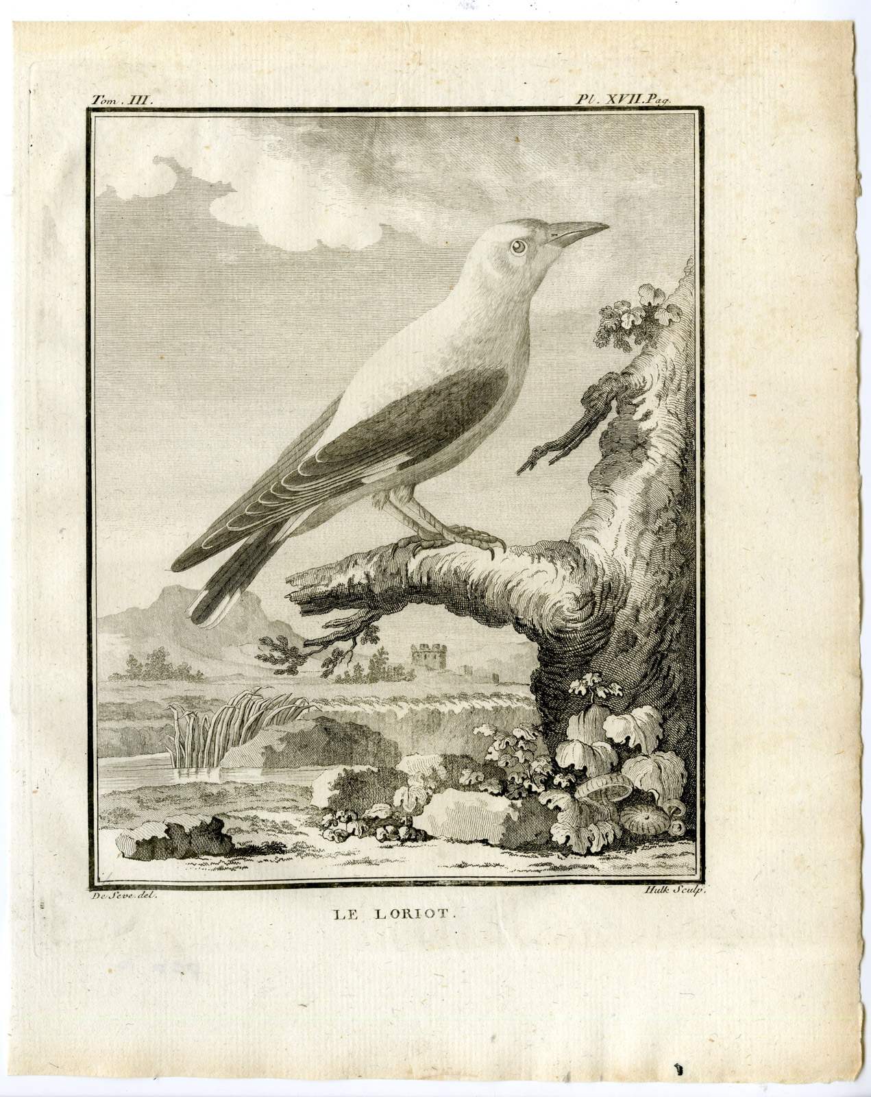 , Antique Print-GOLDEN ORIOLE-ORIOLUS-LORIOT-PL. 17-de Seve-Buffon-Hulk-1775, Pictura Antique Prints