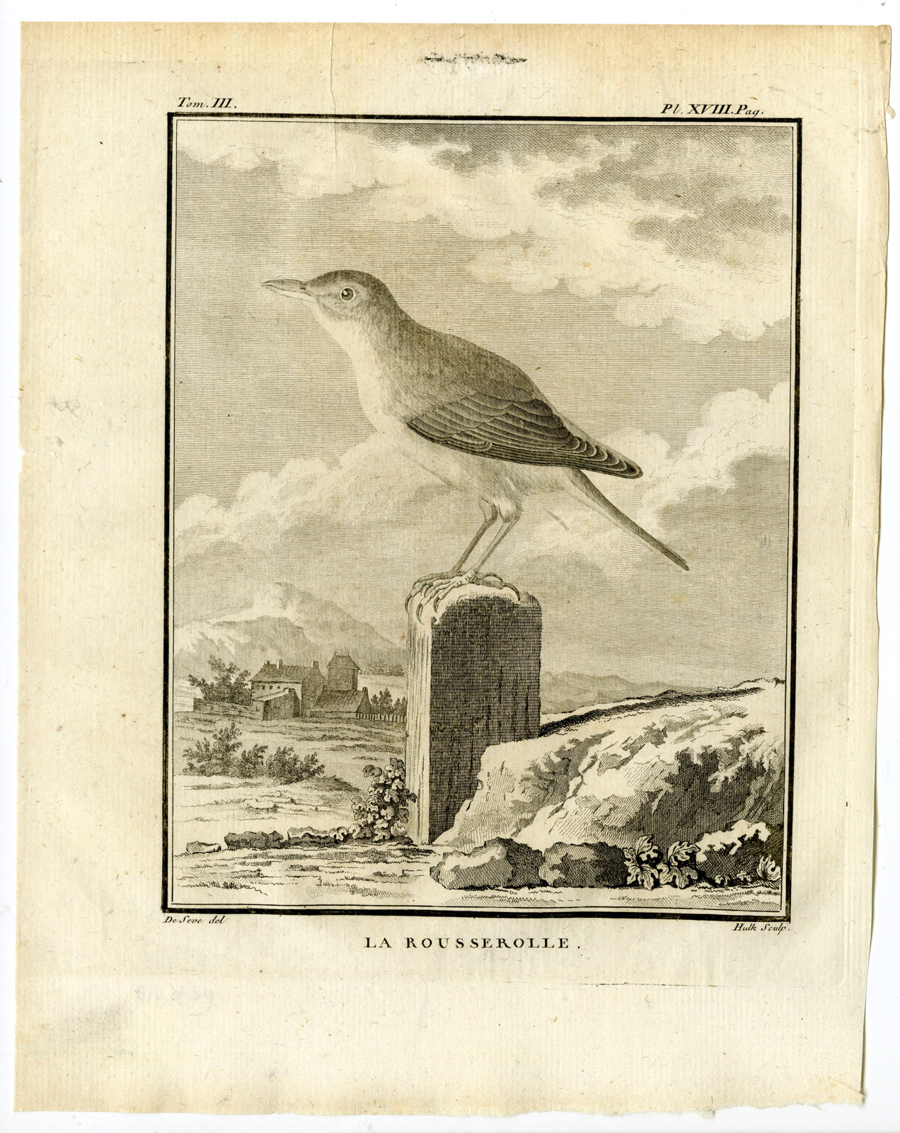 , Antique Print-REED WARBLER-ACROCEPHALUS SCIRPACEUS-PL. 18-Buffon-Hulk-1775, Pictura Antique Prints