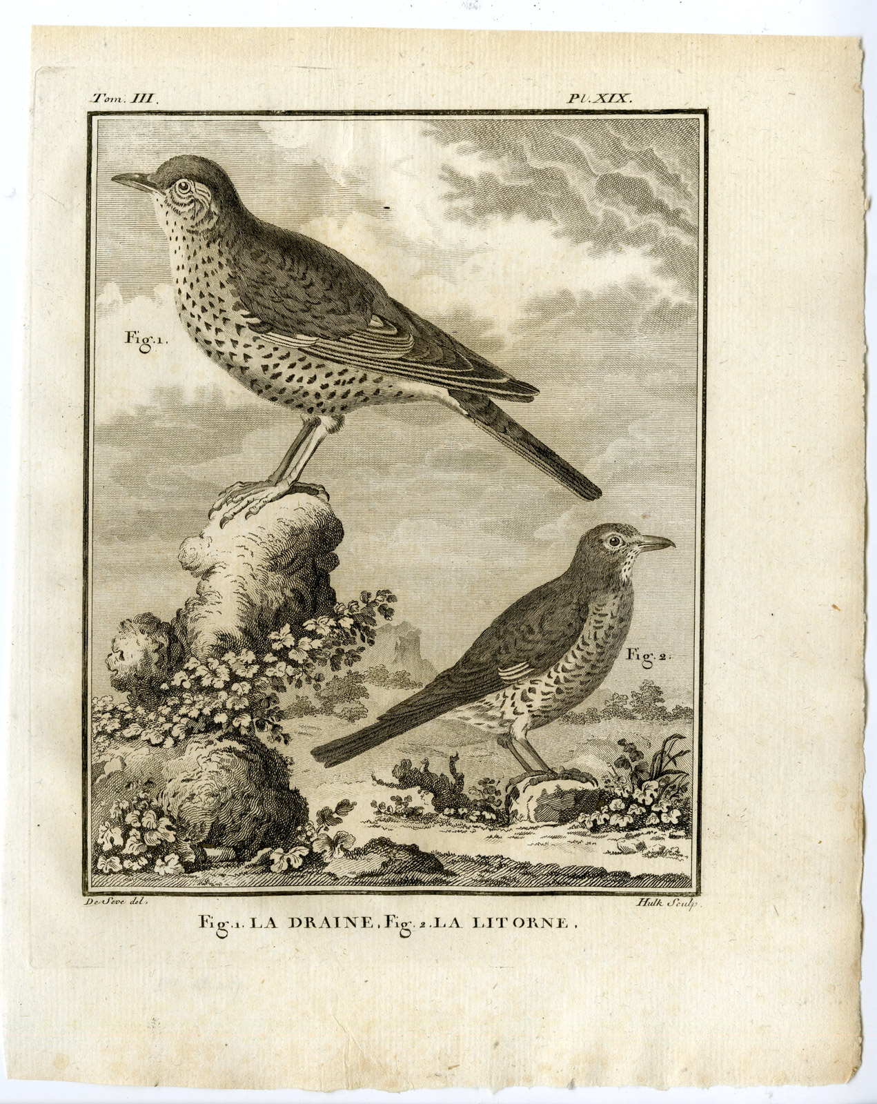 , Antique Print-MISTLE THRUSH-FIELDFARE-TURDUS PILARIS-PL. 19-Buffon-Hulk-1775, Pictura Antique Prints