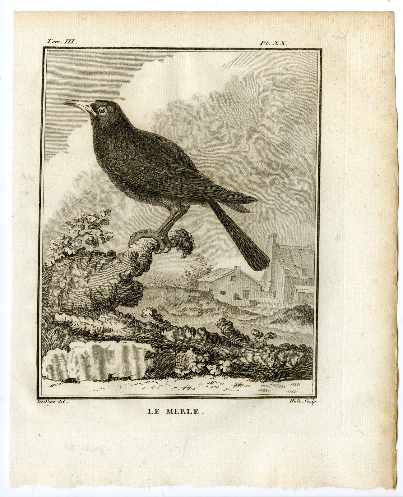 , Antique Print-COMMON BLACKBIRD-TURDUS MERULA-MERLE-PL. 20-Buffon-Hulk-1775, Pictura Antique Prints