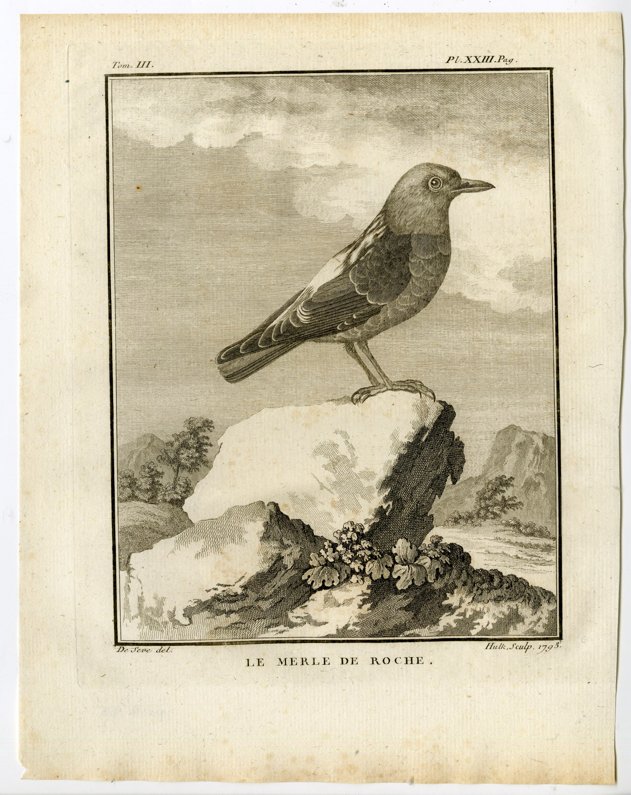 , Antique Print-COMMON ROCK THRUSH-MONTICOLA SAXATILIS-PL. 23-Buffon-Hulk-1775, Pictura Antique Prints