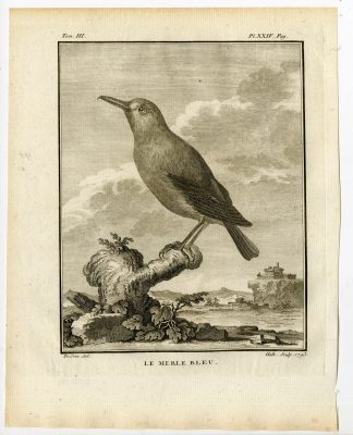Antique Print-BLUE ROCK THRUSH-MONTICOLA SOLITARIUS-PL. 24-Buffon-Hulk-1775