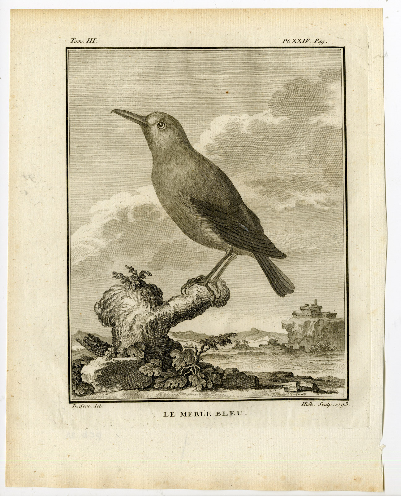 , Antique Print-BLUE ROCK THRUSH-MONTICOLA SOLITARIUS-PL. 24-Buffon-Hulk-1775, Pictura Antique Prints