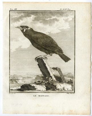 Antique Print-COMMON HILL MYNA-GRACULA RELIGIOSA-PL. 25-de Seve-Buffon-Hulk-1775