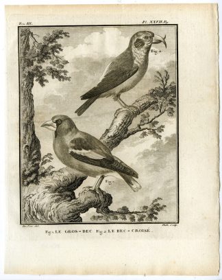 Antique Print-HAWFINCH-RED CROSSBILL-COMMON-PL. 27-de Seve-Buffon-Hulk-1775