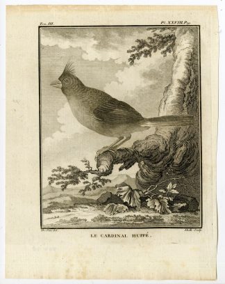 Antique Print-NORTHERN CARDINAL-CARDINALIS-REDBIRD-PL. 28-Buffon-Hulk-1775