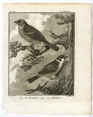 Antique Print-HOUSE SPARROW-TREE-PASSER DOMESTICUS-PL. 29-Buffon-Hulk-1775