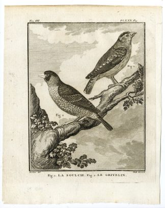 Antique Print-ROCK SPARROW-PETRONIA-GRIVELIN-PL. 30-de Seve-Buffon-Hulk-1775