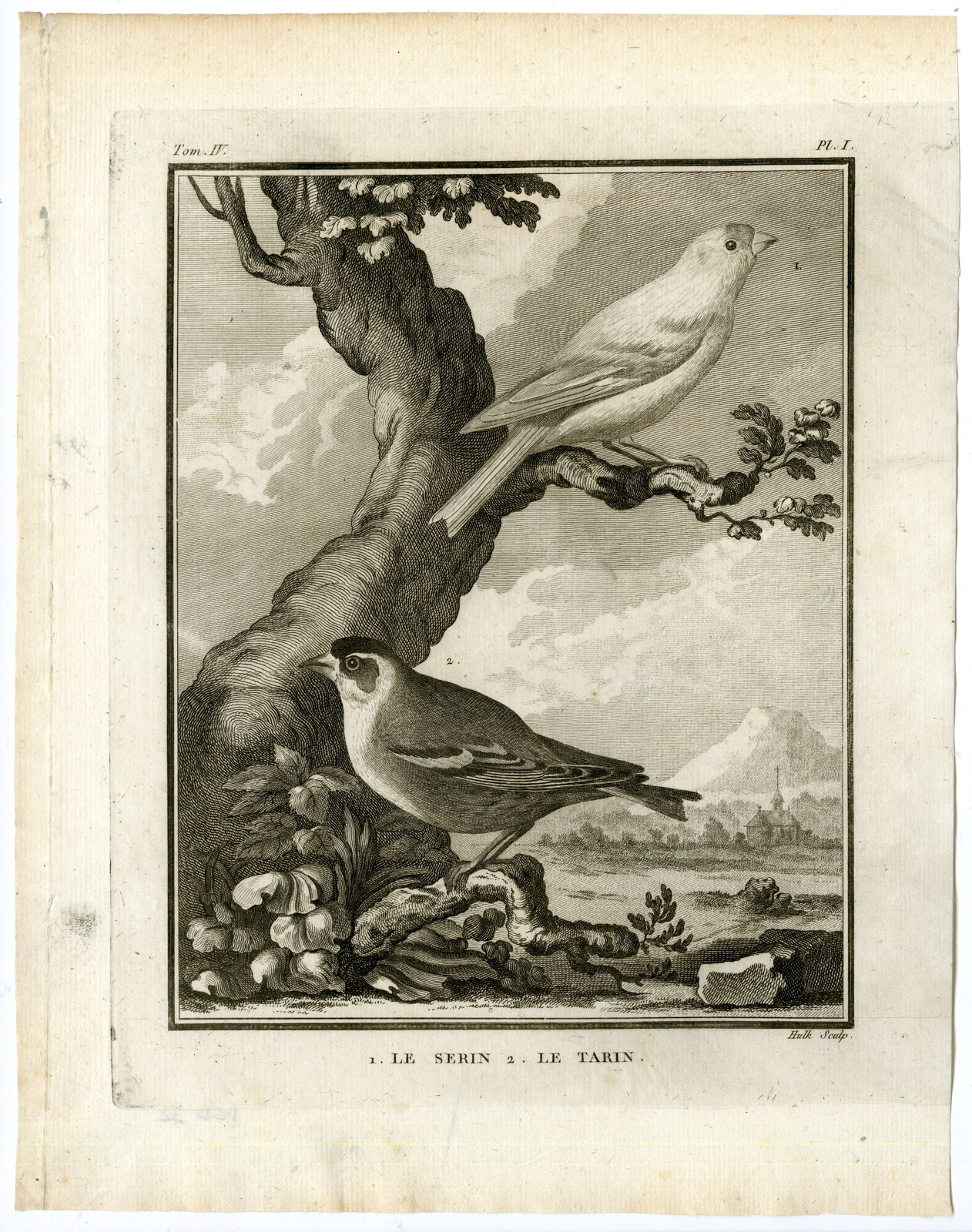 , Antique Print-EUROPEAN SERIN-SERINUS-SPINUS-SISKIN-PL. 1-Buffon-Hulk-1775, Pictura Antique Prints