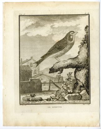 Antique Print-COMMON LINNET-LINARIA CANNABINA-PL. 2-de Seve-Buffon-Hulk-1775