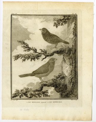 Antique Print-RED AVADAVAT-SENEGAL FINCH-MUNIA-PL. 3-de Seve-Buffon-Hulk-1775