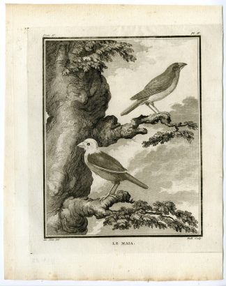 Antique Print-MAIA-FINCH SPECIES-PL. 4-de Seve-Buffon-Hulk-1775