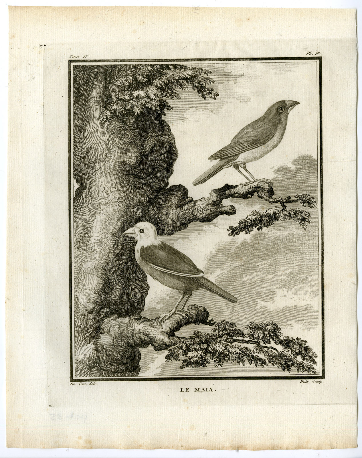 , Antique Print-MAIA-FINCH SPECIES-PL. 4-de Seve-Buffon-Hulk-1775, Pictura Antique Prints