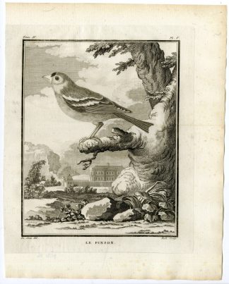 Antique Print-COMMON CHAFFINCH-FRINGILLA COELEBS-PL. 5-de Seve-Buffon-Hulk-1775