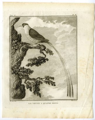 Antique Print-PIN TAILED WHYDAH-VIDUA MACROURA-PL. 6-de Seve-Buffon-Hulk-1775