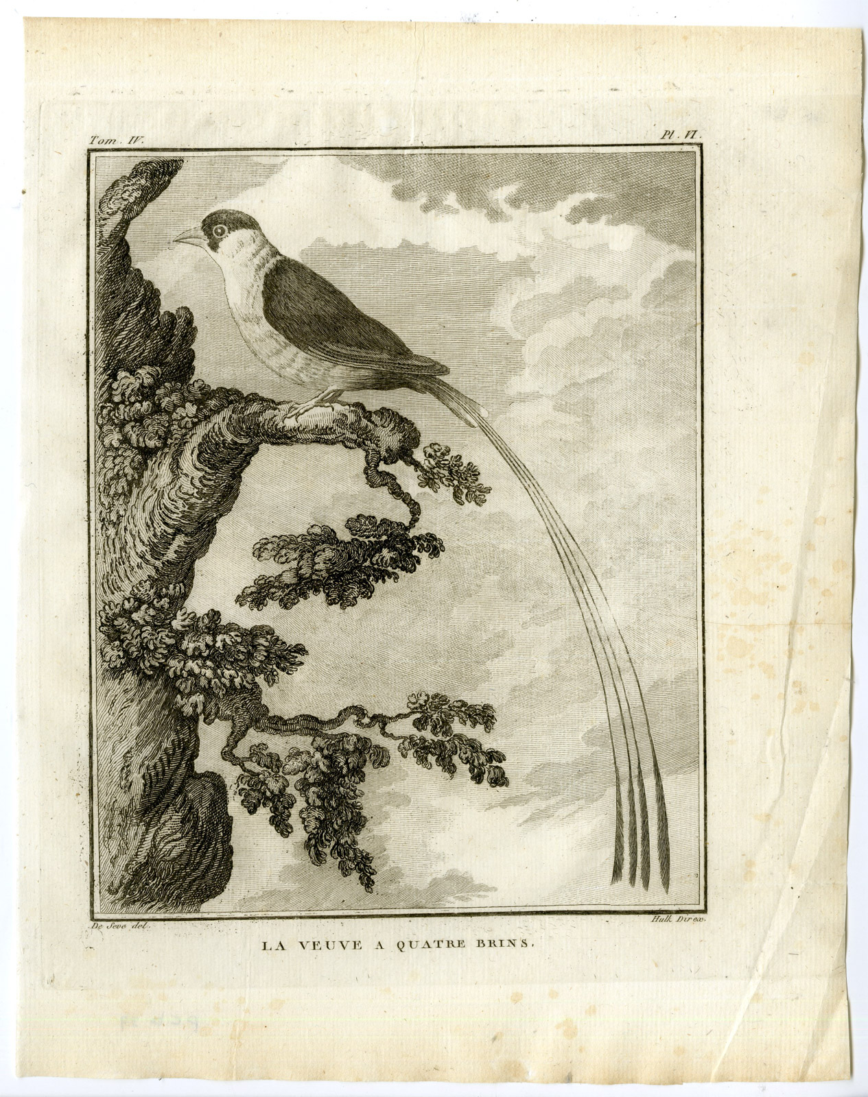 , Antique Print-PIN TAILED WHYDAH-VIDUA MACROURA-PL. 6-de Seve-Buffon-Hulk-1775, Pictura Antique Prints