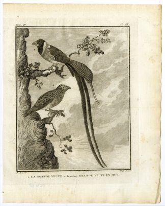 Antique Print-WHYDAH-MOULTING-GRANDE VEUVE-MUE-PL. 7-de Seve-Buffon-Hulk-1775