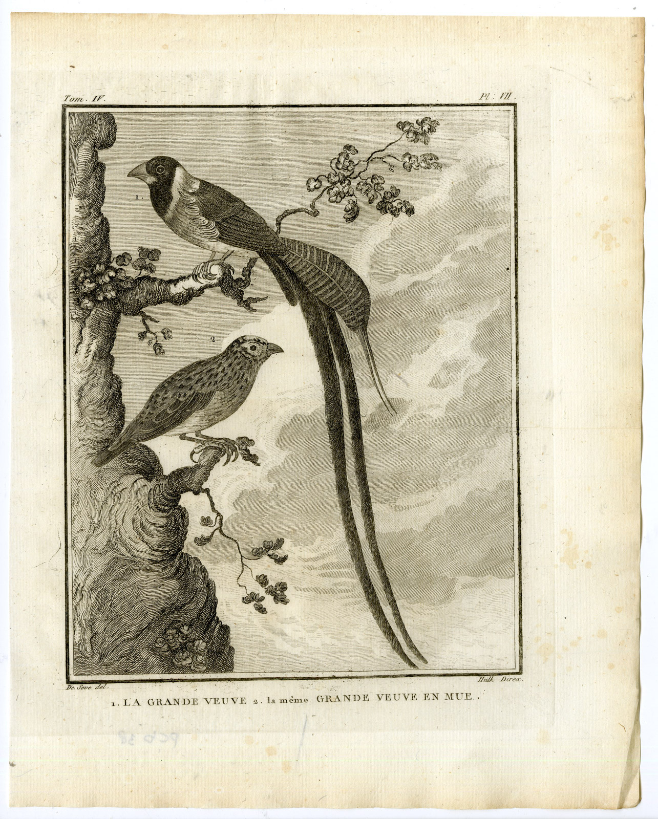 , Antique Print-WHYDAH-MOULTING-GRANDE VEUVE-MUE-PL. 7-de Seve-Buffon-Hulk-1775, Pictura Antique Prints