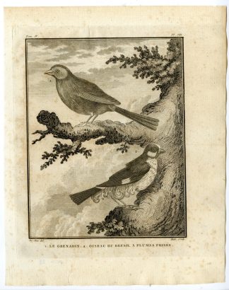 Antique Print-VIOLET EARED WAXBILL-GRENADIER-GRANATINA-PL. 8-Buffon-Hulk-1775