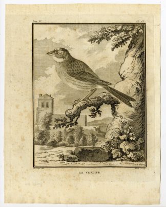 Antique Print-EUROPEAN GREENFINCH-CHLORIS-VERDIER-PL. 9-de Seve-Buffon-Hulk-1775