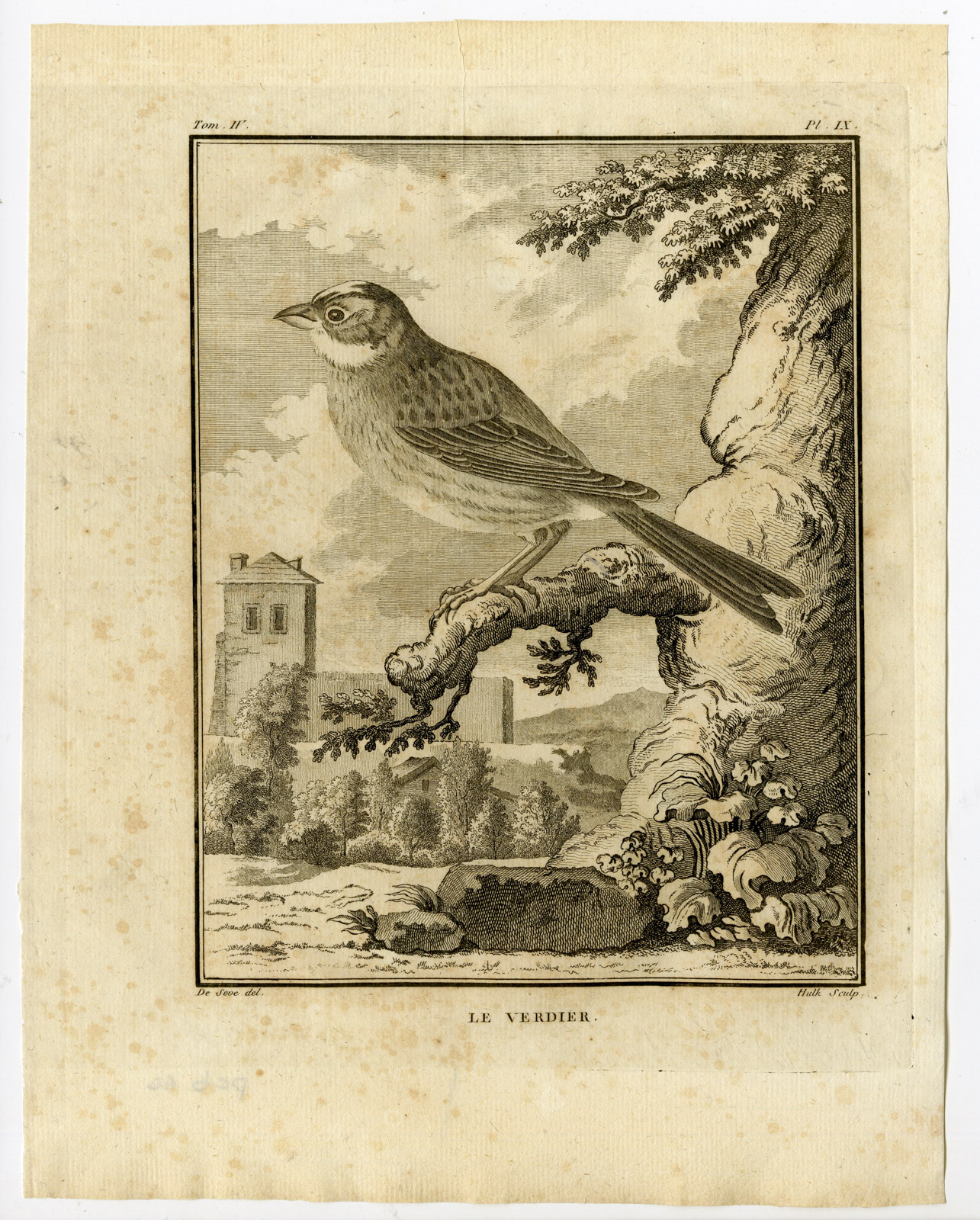 , Antique Print-EUROPEAN GREENFINCH-CHLORIS-VERDIER-PL. 9-de Seve-Buffon-Hulk-1775, Pictura Antique Prints