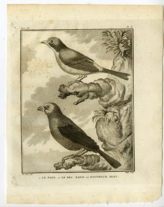 Antique Print-BULLFINCH-BUNTING-PAPE-BOUVREUIL-PL. 10-de Seve-Buffon-Hulk-1775