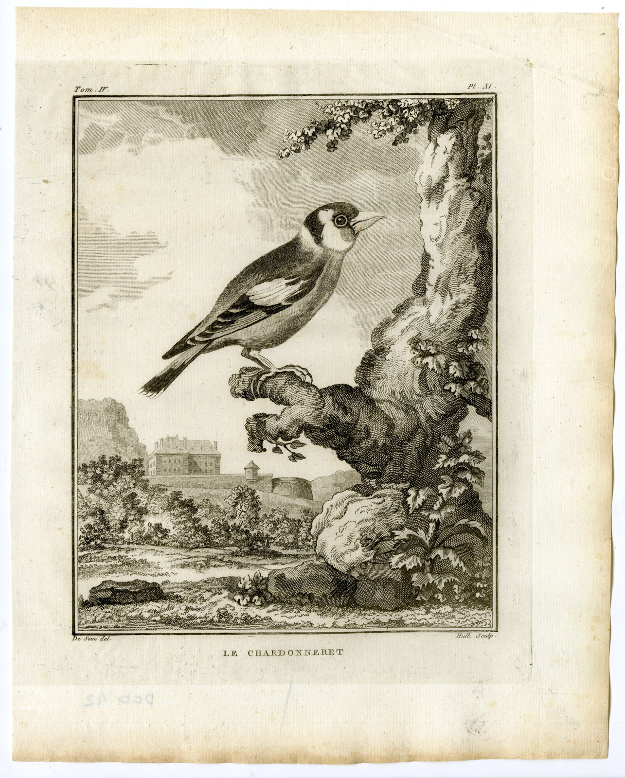, Antique Print-EUROPEAN GOLDFINCH-CARDUELIS-PL. 11-de Seve-Buffon-Hulk-1775, Pictura Antique Prints