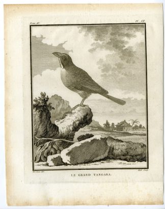 Antique Print-TANAGER-LE GRAND TANGARA-PL. 12-de Seve-Buffon-Hulk-1775