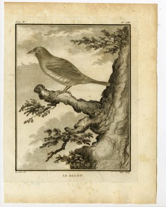 Antique Print-LE BLUET-BIRD SPECIES-PL. 13-de Seve-Buffon-Hulk-1775