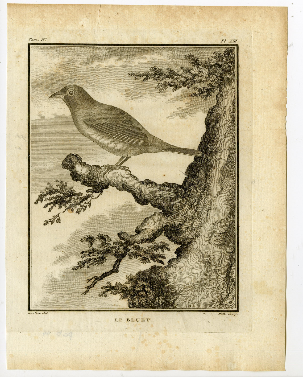 , Antique Print-LE BLUET-BIRD SPECIES-PL. 13-de Seve-Buffon-Hulk-1775, Pictura Antique Prints