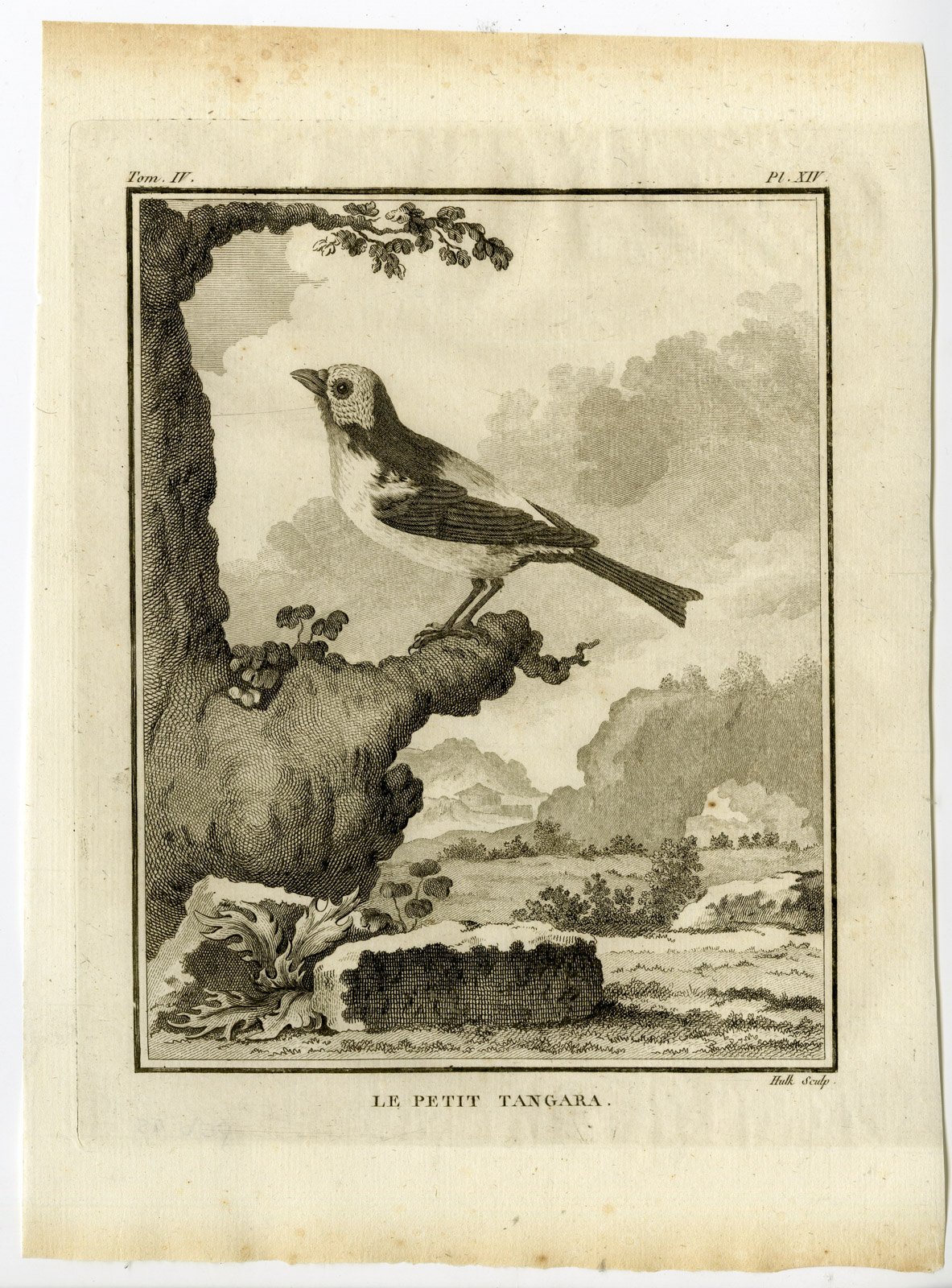 , Antique Print-LE PETIT TANGARA-TANAGER-PL. 14-de Seve-Buffon-Hulk-1775, Pictura Antique Prints
