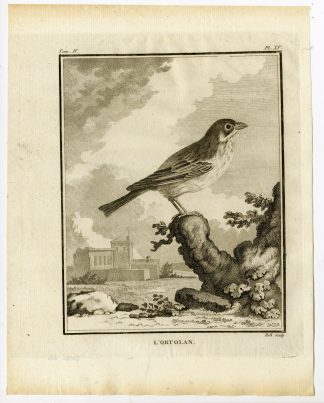 Antique Print-ORTOLAN BUNTING-EMBERIZA HORTULANA-PL. 15-de Seve-Buffon-Hulk-1775