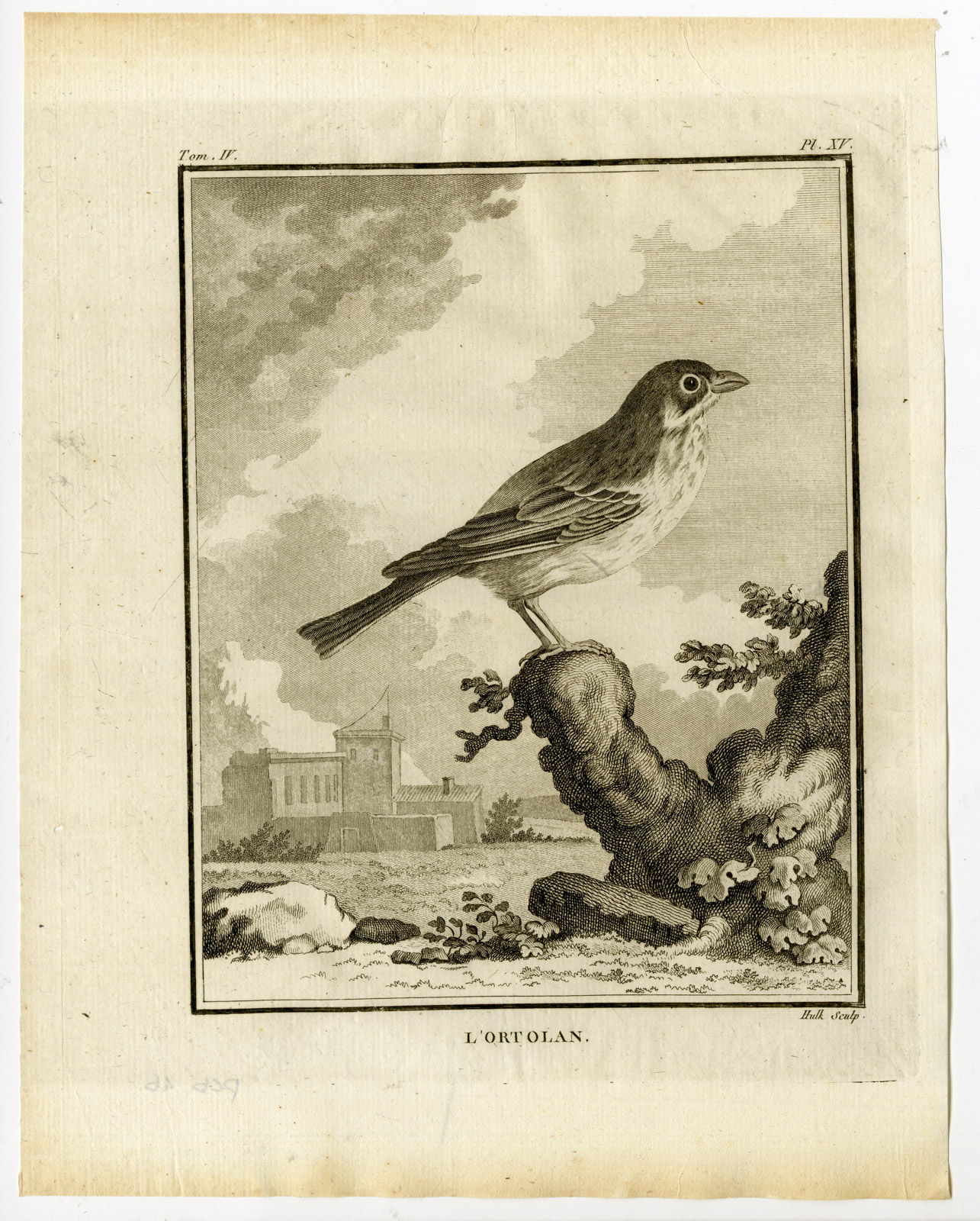 , Antique Print-ORTOLAN BUNTING-EMBERIZA HORTULANA-PL. 15-de Seve-Buffon-Hulk-1775, Pictura Antique Prints