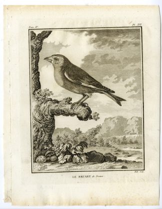Antique Print-YELLOWHAMMER-EMBERIZA CITRINELLA-PL. 16-de Seve-Buffon-Hulk-1775