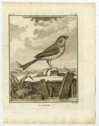 Antique Print-CORN BUNTING-EMBERIZA CALANDRA-PL. 17-de Seve-Buffon-Hulk-1775