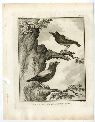 Antique Print-MANAKIN HUPE-PIPRIDAE FAMILY-PL. 20-de Seve-Buffon-Hulk-1775