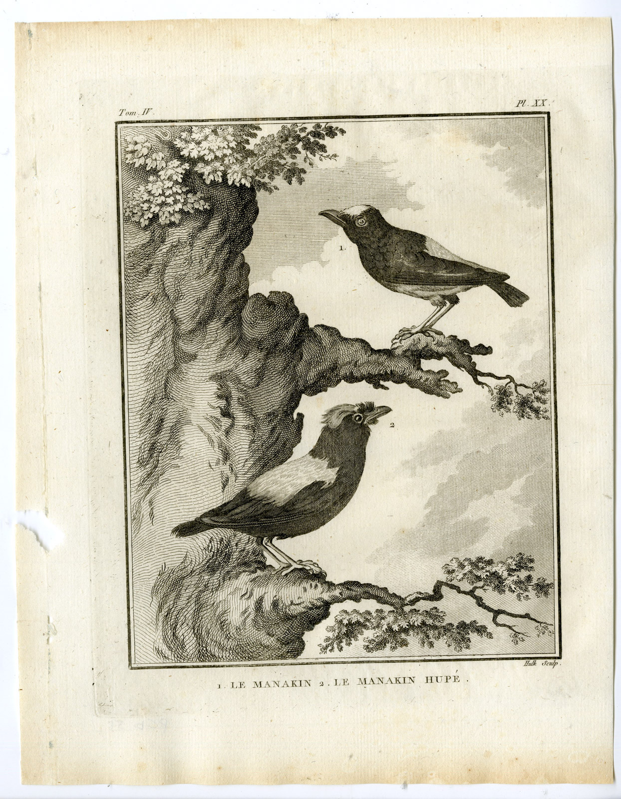 , Antique Print-MANAKIN HUPE-PIPRIDAE FAMILY-PL. 20-de Seve-Buffon-Hulk-1775, Pictura Antique Prints