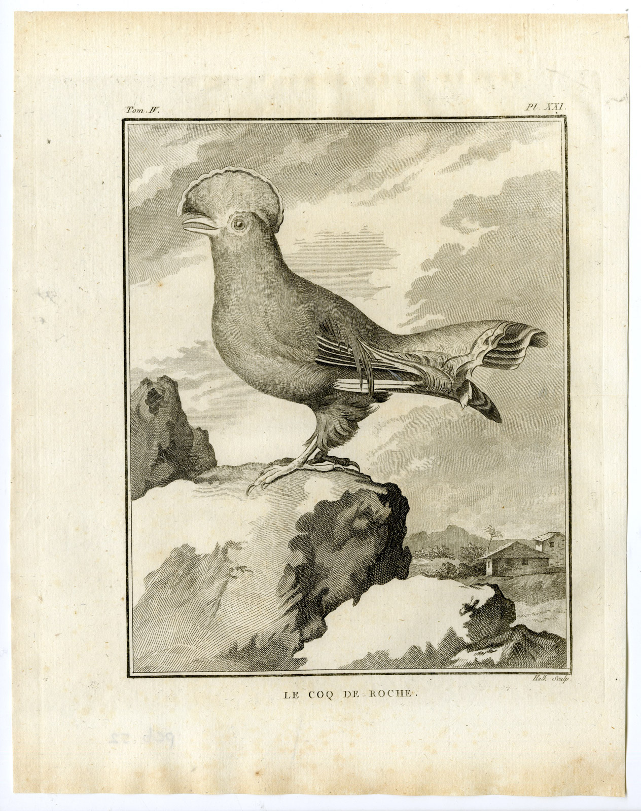 , Antique Print-GUIANAN COCK OF THE ROCK-RUPICOLA-PL. 21-de Seve-Buffon-Hulk-1775, Pictura Antique Prints
