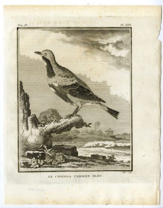 Antique Print-BLUE COTINGA-NATTERERII-CORDON BLEU-PL. 22-Buffon-Hulk-1775