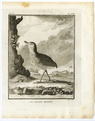 Antique Print-THRUSH LIKE ANTPITTA-MYRMOTHERA-PL. 23-de Seve-Buffon-Hulk-1775