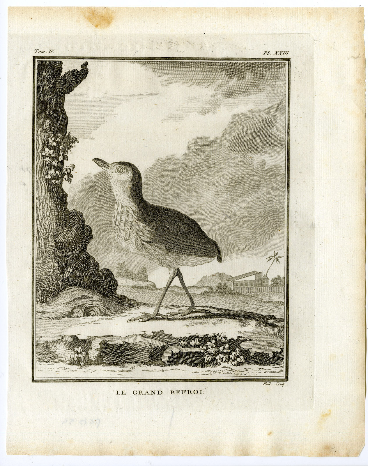 , Antique Print-THRUSH LIKE ANTPITTA-MYRMOTHERA-PL. 23-de Seve-Buffon-Hulk-1775, Pictura Antique Prints