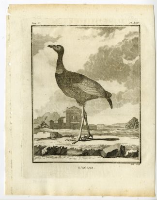 Antique Print-GREY WINGED TRUMPETER-PSOPHIA-AGAMI-P. 24-de Seve-Buffon-Hulk-1775