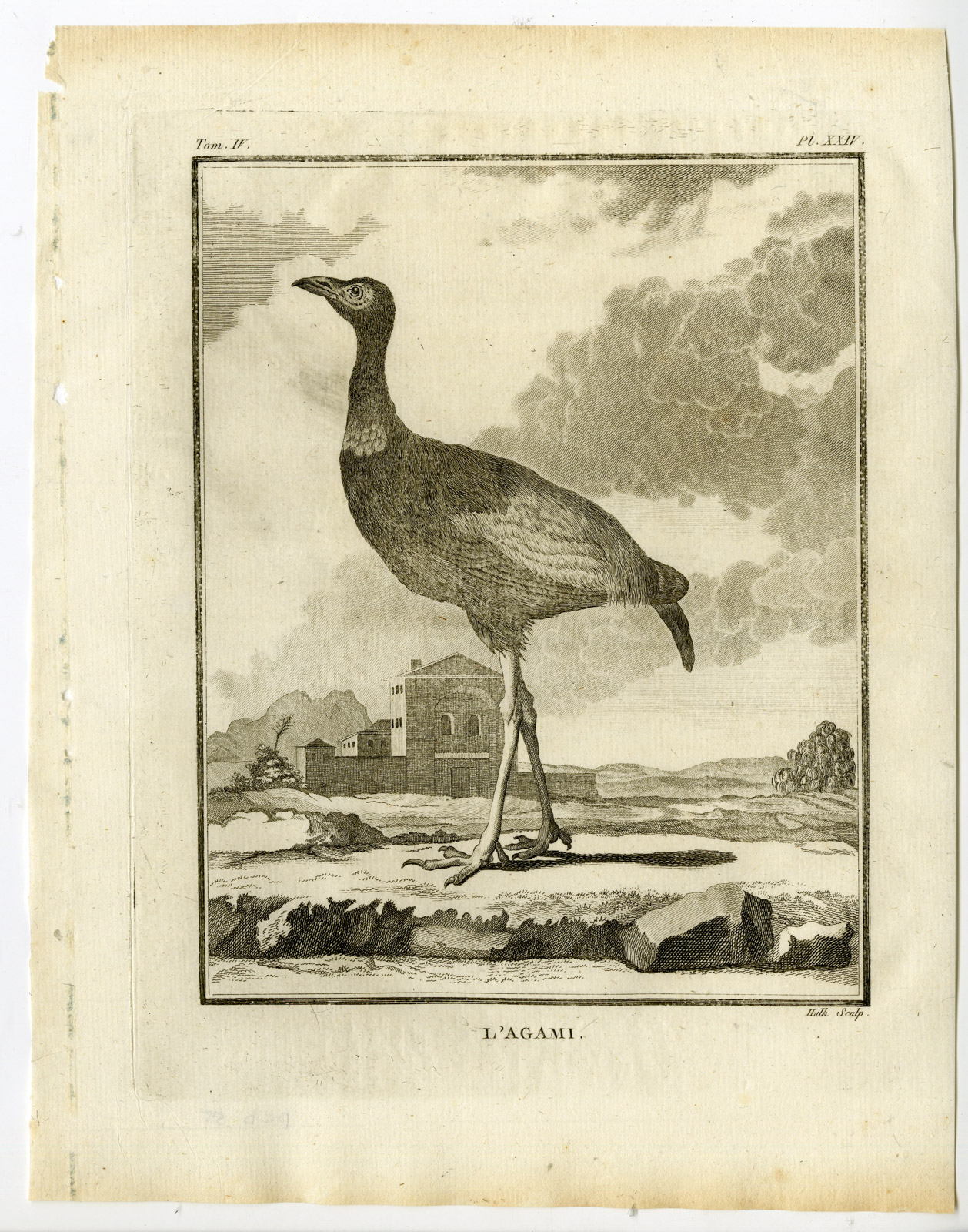 , Antique Print-GREY WINGED TRUMPETER-PSOPHIA-AGAMI-P. 24-de Seve-Buffon-Hulk-1775, Pictura Antique Prints
