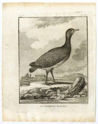 Antique Print-TINAMOU-TINAMIDAE-MAGOUA-PL. 25-de Seve-Buffon-Hulk-1775