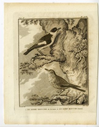 Antique Print-FLYCATCHER-MUSCICAPA-GOBEMOUCHE-PL. 26-de Seve-Buffon-Hulk-1775
