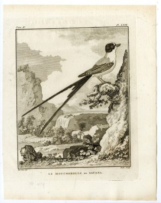 Antique Print-FORK TAILED FLYCATCHER-TYRANNUS SAVANA-PL. 27-Buffon-Hulk-1775