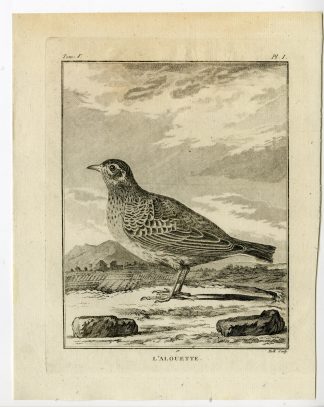 Antique Print-EURASIAN SKYLARK-ALAUDA ARVENSIS-PL. 1-de Seve-Buffon-Hulk-1775