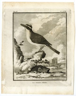 Antique Print-GREAT KISKADEE-PITANGUS SULPHURATUS-P. 28-de Seve-Buffon-Hulk-1775