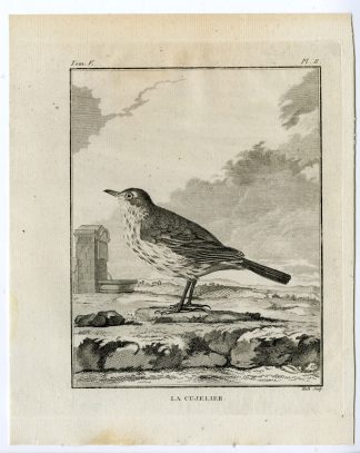 Antique Print-WOOD LARK-LULLULA ARBOREA-CUJELIER-PL. 2-de Seve-Buffon-Hulk-1775