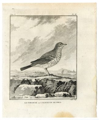 Antique Print-MEADOW PIPIT-ANTHUS PRATENSIS-PL. 3-de Seve-Buffon-Hulk-1775